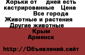   Хорьки от 35 дней есть кастрированные › Цена ­ 2 000 - Все города Животные и растения » Другие животные   . Крым,Армянск